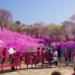 Tickled pink! – Spring paints Korea’s Bucheon in fuchsia hues as Azalea Festival dazzles visitors