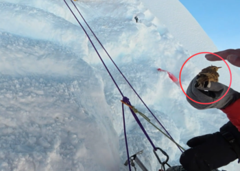 Mission im-peck-able! Climber rescues freezing sparrow on Manaslu mountain in Nepal