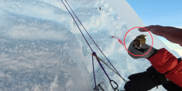 Mission im-peck-able! Climber rescues freezing sparrow on Manaslu mountain in Nepal