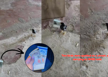 Two Birds Carry RM50 Notes in Strange Street Encounter, Video Goes Viral