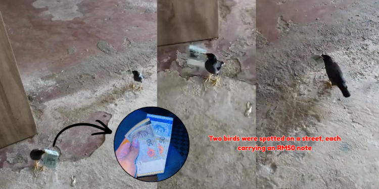 Two Birds Carry RM50 Notes in Strange Street Encounter, Video Goes Viral