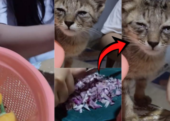 Cat Appears to Cry While Owner Cuts Onions in Viral Kitchen Video