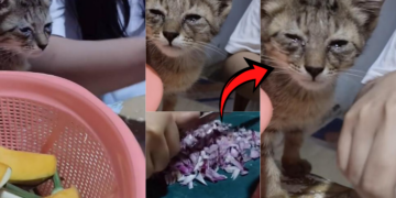 Cat Appears to Cry While Owner Cuts Onions in Viral Kitchen Video