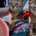 Cat Appears to Cry While Owner Cuts Onions in Viral Kitchen Video