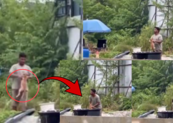 Malaysia Animal Abuse Case: Man Arrested After Viral Puppy Video