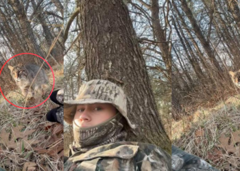 Wildcat Approaches Hunter in Woods During Close Encounter Video