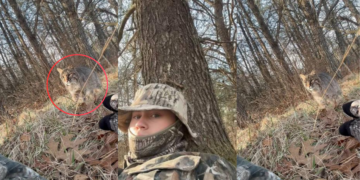 Wildcat Approaches Hunter in Woods During Close Encounter Video