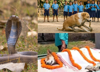 Stray Dog Kills Snake, Saves 30 Children, Dies After Attack