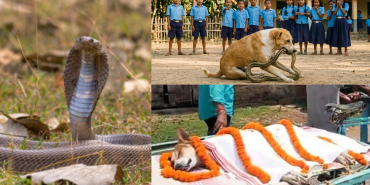 Stray Dog Kills Snake, Saves 30 Children, Dies After Attack