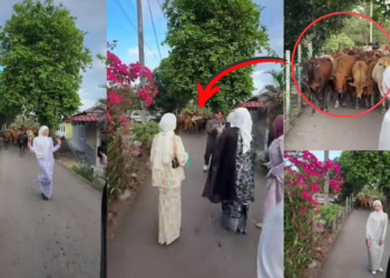 Viral Video: Teens in Baju Raya Pose for Photos as Cows Politely Wait