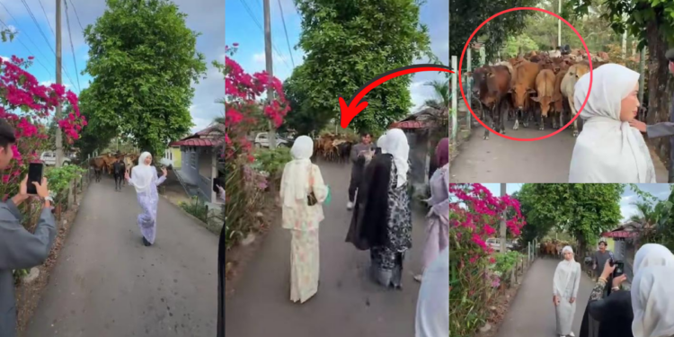 Viral Video: Teens in Baju Raya Pose for Photos as Cows Politely Wait