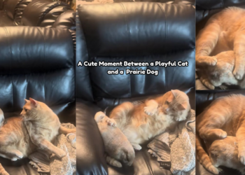 Playful Cat Tries to Play While Prairie Dog Wants a Cuddle