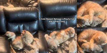 Playful Cat Tries to Play While Prairie Dog Wants a Cuddle