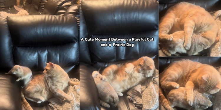 Playful Cat Tries to Play While Prairie Dog Wants a Cuddle