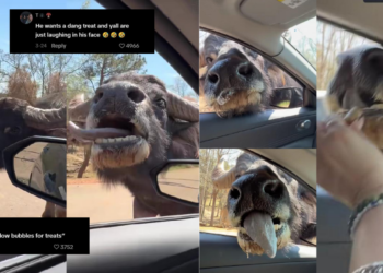 Huge Water Buffalo Licks Car Window During Safari Trip in Georgia Park