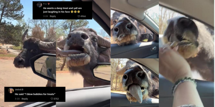 Huge Water Buffalo Licks Car Window During Safari Trip in Georgia Park