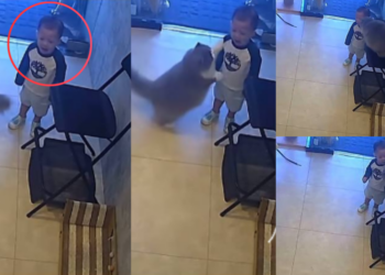 Fluffy Cat Becomes Viral Hero After Comforting Crying Child in Sweet Video