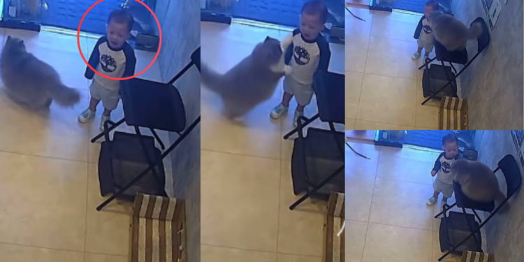 Fluffy Cat Becomes Viral Hero After Comforting Crying Child in Sweet Video