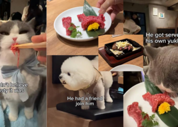 Viral Pet-Friendly Yakiniku in Tokyo Lets Pets Enjoy Special Menu With Owners