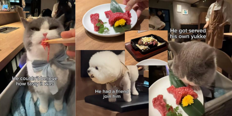 Viral Pet-Friendly Yakiniku in Tokyo Lets Pets Enjoy Special Menu With Owners