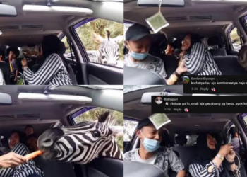 Zebra Sticks Head Into Car During Safari, Viral Wildlife Encounter Shocks Family
