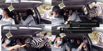 Zebra Sticks Head Into Car During Safari, Viral Wildlife Encounter Shocks Family