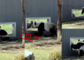 Playful Pandas ‘flirting’ through window at Washington zoo captured on video