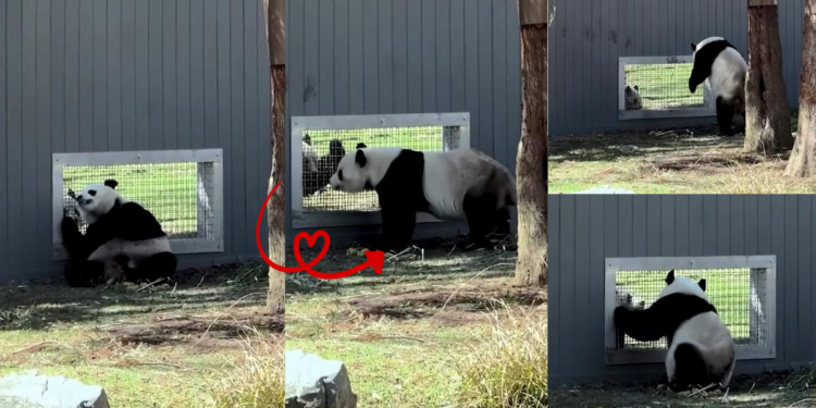 Playful Pandas ‘flirting’ through window at Washington zoo captured on video