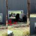 Playful Pandas ‘flirting’ through window at Washington zoo captured on video