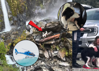 Lost Dog Reunited with Owner One Week After Waterfall Fall Accident