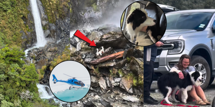 Lost Dog Reunited with Owner One Week After Waterfall Fall Accident
