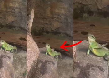 This Friendly Green Lizard At Penang Butterfly Park Waves To Greet Visitors