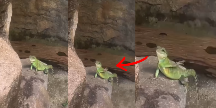 This Friendly Green Lizard At Penang Butterfly Park Waves To Greet Visitors