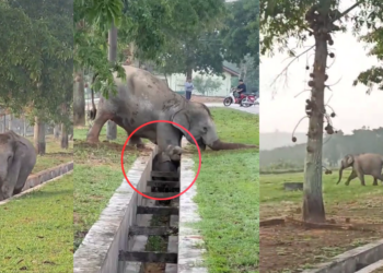 Jumanji Moment as Mother Elephant Rescues Trapped Calf in Malaysia