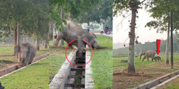 Jumanji Moment as Mother Elephant Rescues Trapped Calf in Malaysia