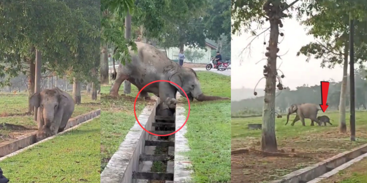 Jumanji Moment as Mother Elephant Rescues Trapped Calf in Malaysia