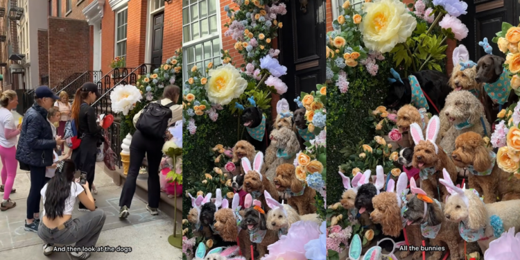New York Street Surprise Features Many Adorable Bunnies-like Dogs For Easter Holiday