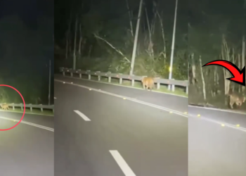 Tiger Spotted Beside Malaysian Highway Sparks Safety Monitoring From Local Wildlife Officers