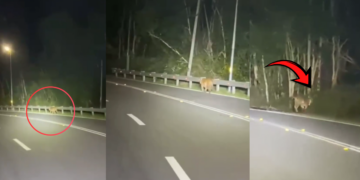 Tiger Spotted Beside Malaysian Highway Sparks Safety Monitoring From Local Wildlife Officers