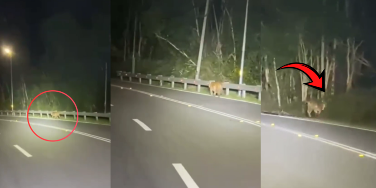 Tiger Spotted Beside Malaysian Highway Sparks Safety Monitoring From Local Wildlife Officers