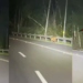 Tiger Spotted Beside Malaysian Highway Sparks Safety Monitoring From Local Wildlife Officers