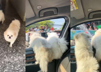 Two Dogs Enjoy Thingyan Festival Water Splashing Fun in Myanmar’s Busy Streets