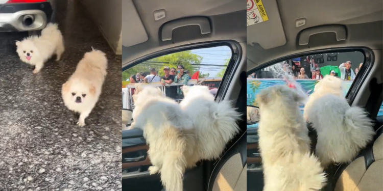 Two Dogs Enjoy Thingyan Festival Water Splashing Fun in Myanmar’s Busy Streets