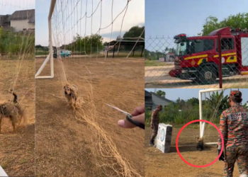 Firefighters Rescue Terrified Dog Trapped in Football Net After Lengthy Struggle