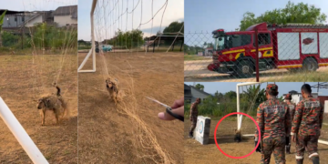 Firefighters Rescue Terrified Dog Trapped in Football Net After Lengthy Struggle