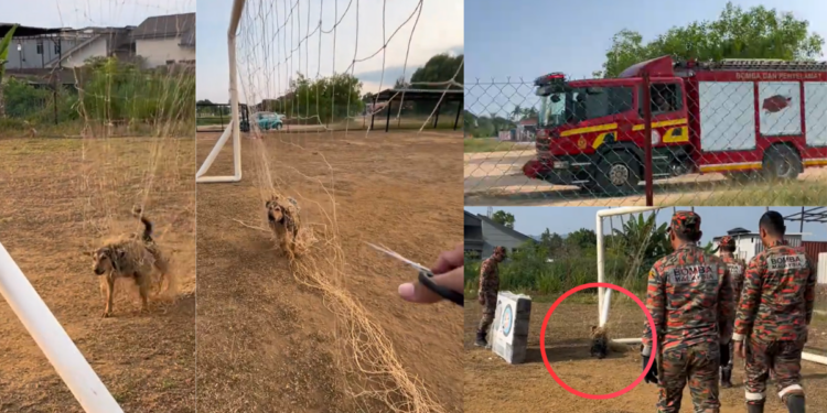 Firefighters Rescue Terrified Dog Trapped in Football Net After Lengthy Struggle