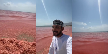 Patagonian ‘missing link’ – New 160-million-year-old dinosaur species found in Chubut sheds light on sauropod evolution