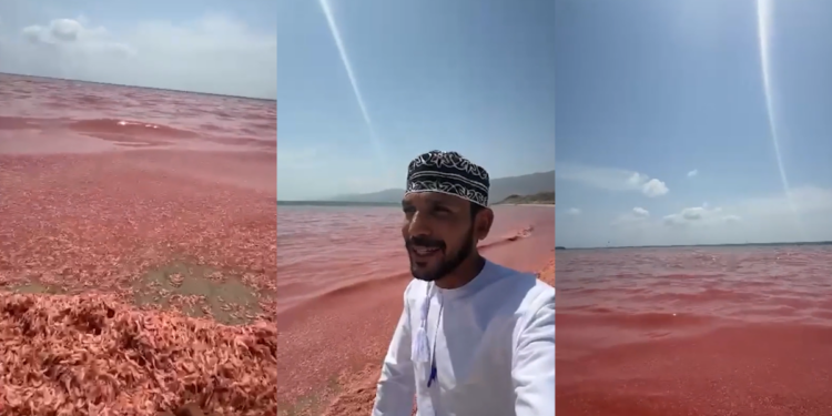 Patagonian ‘missing link’ – New 160-million-year-old dinosaur species found in Chubut sheds light on sauropod evolution