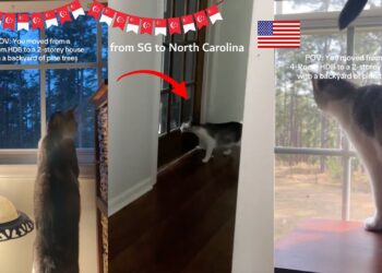 Cat Migrates to Singapore to North Carolina