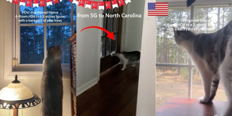 Cat Migrates to Singapore to North Carolina